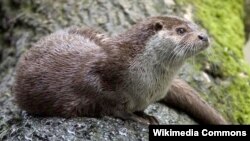 European Otter (Lutra lutra)