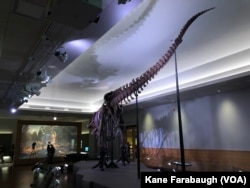After a nearly year-long transition to a new exhibit specifically designed for her, Sue will look different to the millions who have seen the dinosaur before.