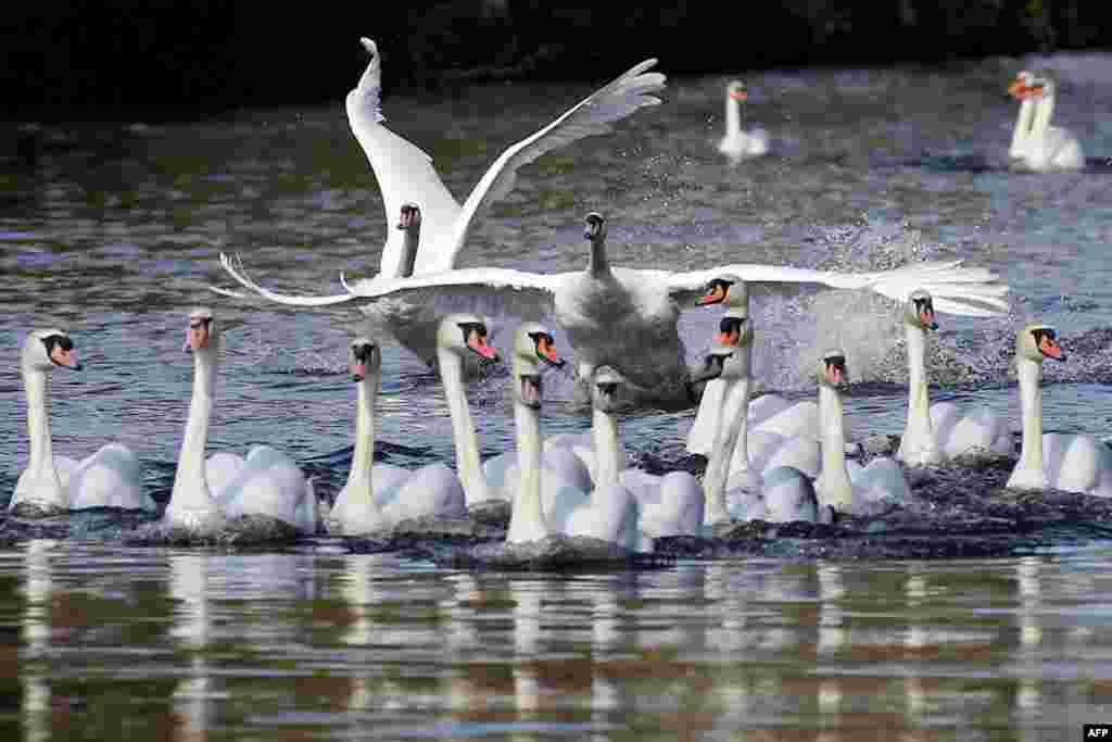 Swans swim on a side canal of the river Alster after they were released from their wintering grounds in Hamburg, northern Germany.