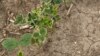 Worsening Drought Conditions in Parts of US Stressing Crops