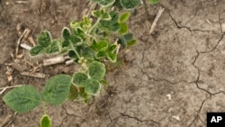 Soybeans grow in a farm field near Indianola, Iowa, July 26, 2017.