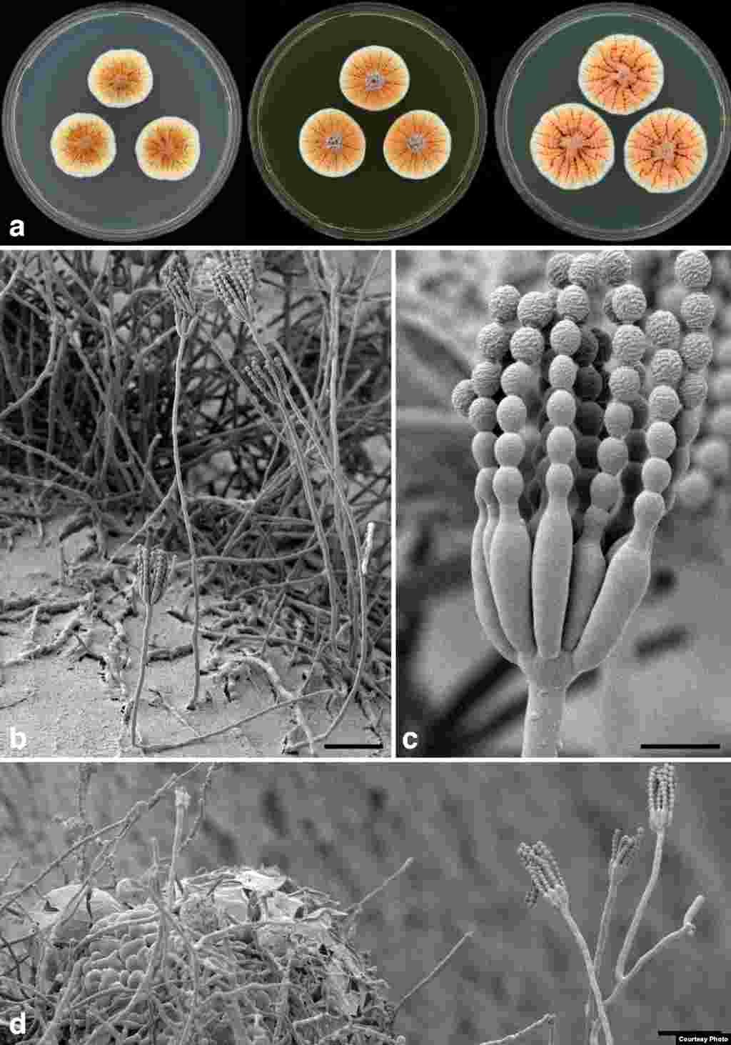 Distinguished by the bright orange color it displays when produced in colonies, this fungus &ndash; described in a Dutch journal - was named as a tribute to the Dutch royal family, specifically His Royal Highness the Prince of Orange. The newcomer was isolated from soil in Tunisia. (Cobus M. Visagie)