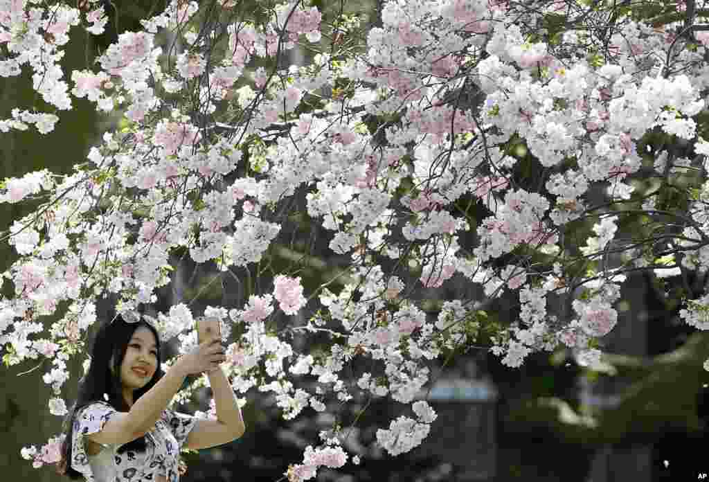 Lucy Lu, a student from China, takes a photograph under a blossom-covered tree in St James&#39; Park in London.