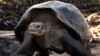 Studi: Kura-kura Galapagos Terancam Sampah