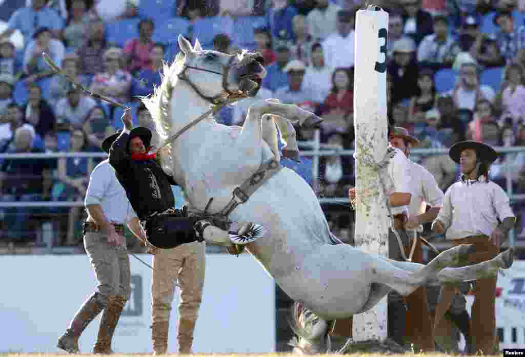 A gaucho rides an unbroken or untamed horse during Creole week celebrations in Montevideo, Uruguay, March 23, 2016.