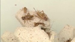 A Sneaky Way to Put Bugs on the Menu