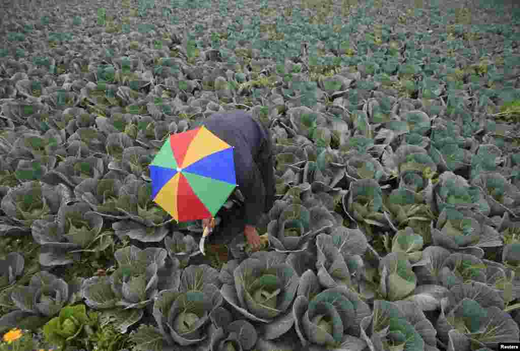 A farmer harvests cabbage in the town of al-Ansariyeh south of Sidon, Lebanon.