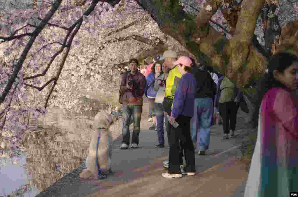 Seorang pengunjung memotret anjingnya di bawah pohon sakura di Tidal Basin, Washington, DC, 13 April 2014. (Elizabeth Pfotzer/VOA)