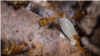 FILE - Yellow crazy ants are seen on an image posted on an official Australian government website, wettropics.gov.au. 