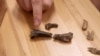 Clint Boyd, Ph.D., of the South Dakota School of Mines & Technology, points to a crocodyliform tooth embedded in the femur of a young dinosaur. (South Dakota School of Mines & Technology) 