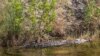 FILE - A large American crocodile is shown in Homestead, Florida, Nov. 16, 2011. 