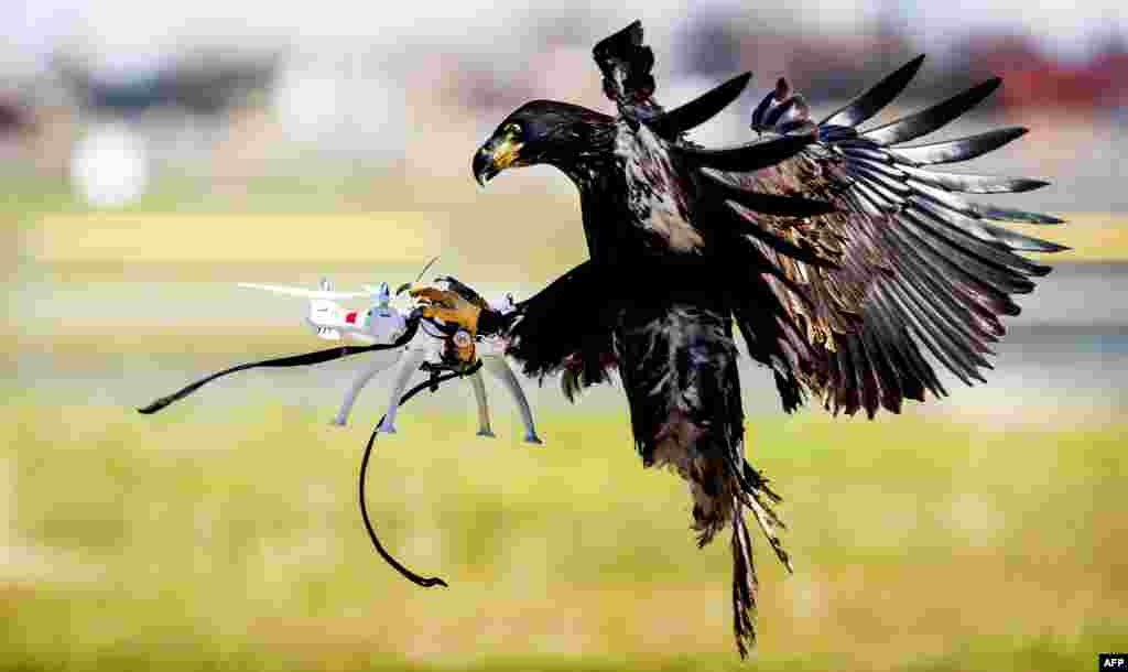 An eagle of the Guard from Above company grasps a drone during a police exercise in Katwijk, the Netherlands.