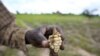 Zimbabwe El Nino
