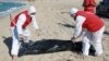 Libyan Red Crescent workers pick up a body of a drowned migrant near the city of Khoms, some 100 kilometers (60 miles) east of Tripoli, Libya, July 26, 2019.