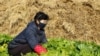 지난해 11월 북한 평양 사동구역 송신남새협동농장에서 마스크를 쓴 주민이 배추를 수확하고 있다.