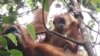 Dua individu orangutan Tapanuli (Pongo Tapanuliensis). (Courtesy: YEL-SOCP)