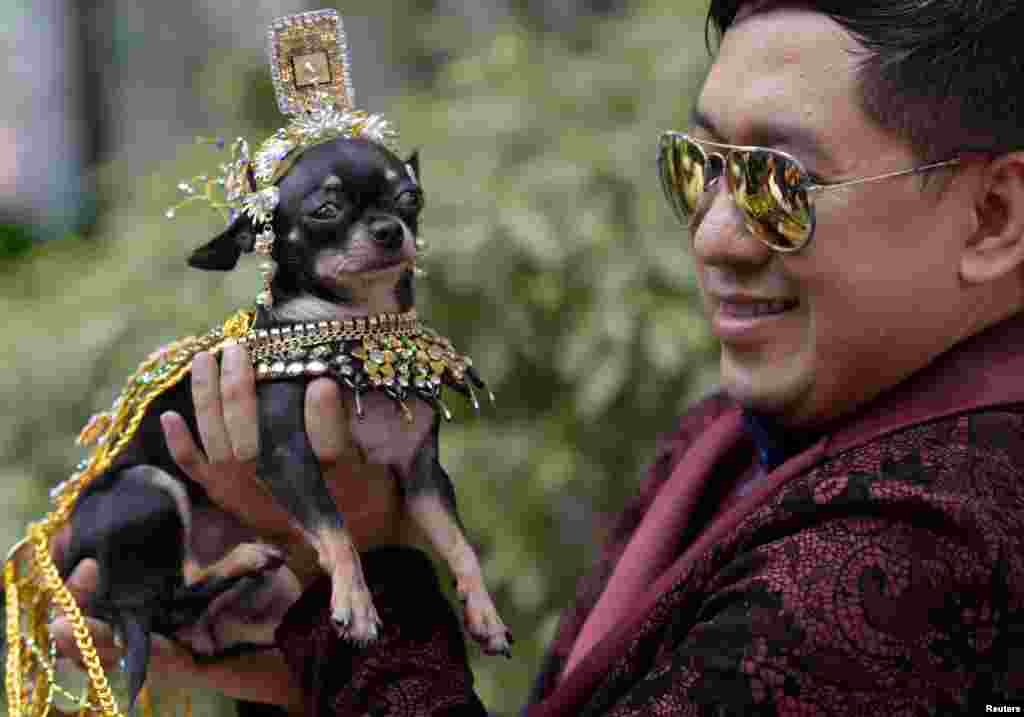 សត្វ​ឆ្កែ Chihuahua ដែល​ត្រូវ​បាន​គេ​ស្លៀក​ពាក់​ជា​ Elizabeth Taylor ក្នុង​រឿង​ &laquo;Cleopatra&raquo; ថត​រូប​ជាមួយ​ម្ចាស់​នៅ​ក្នុង​ទីក្រុង ​Quezon City រដ្ឋ​ធានី​ម៉ានីល​ប្រទេស​ហ្វីលីពីន។