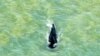 FILE - In this photo provided by Parks Australia, a humpback whale swims in the ocean in Van Diemen Gulf, Australia, Sept. 20, 2020. 