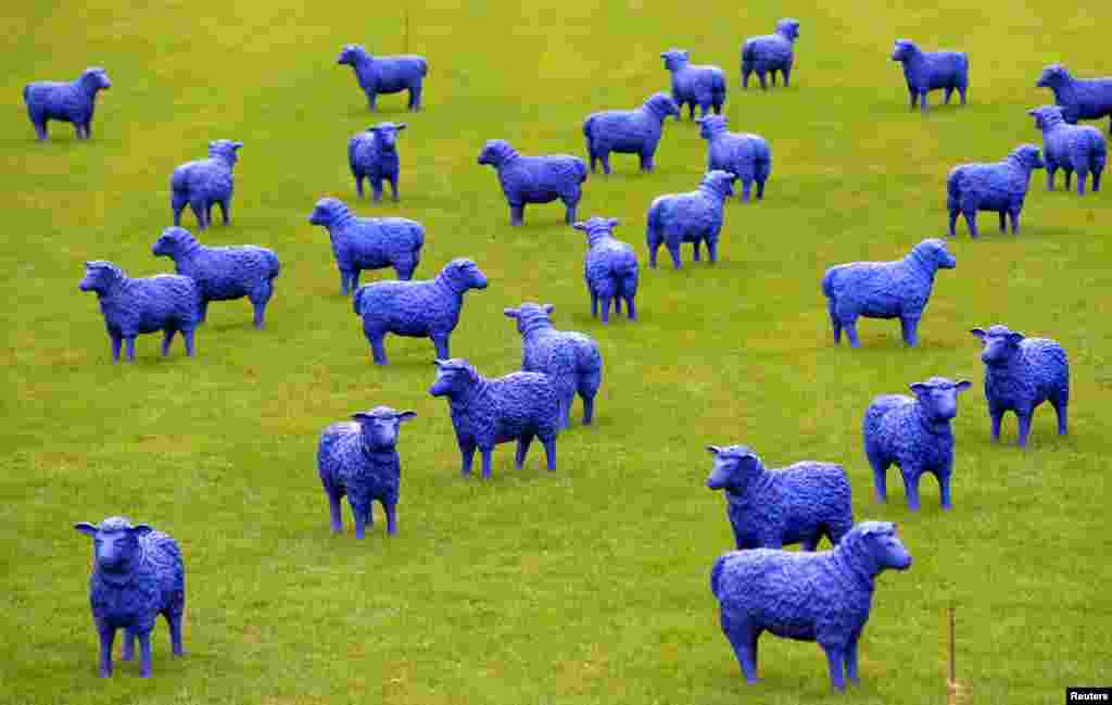 Pagelaran karya seni "Blue Peace Flock" oleh seniman Rainer Bonk dan Bertamaria Reetz ditampilkan di Hamburg-Wilhelmsburg, Jerman. Instalasi yang terdiri dari 100 patung domba berwarna biru melambangkan bahwa semua orang sama dan semua orang penting akan ditampilkan hingga 22 September 2013.