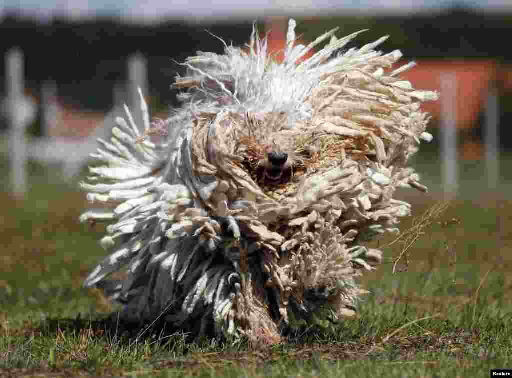 Komondor, anjing penjaga tradisional Hungaria, mengibaskan bulu-bulunya yang panjang di Bodony, 130 km di timur laut Budapest, Hungaria.