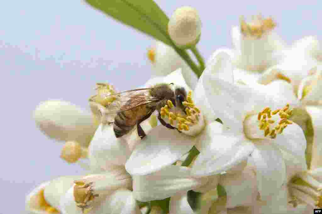 A bee gathers honey from an orange blossom in the Israeli Mediterranean coastal city of Netanya.