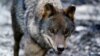 Un loup ibérique (Canis lupus signatus) s'exerce au refuge animalier Basondo, à Kortezubi, en Espagne, le 8 février 2021.