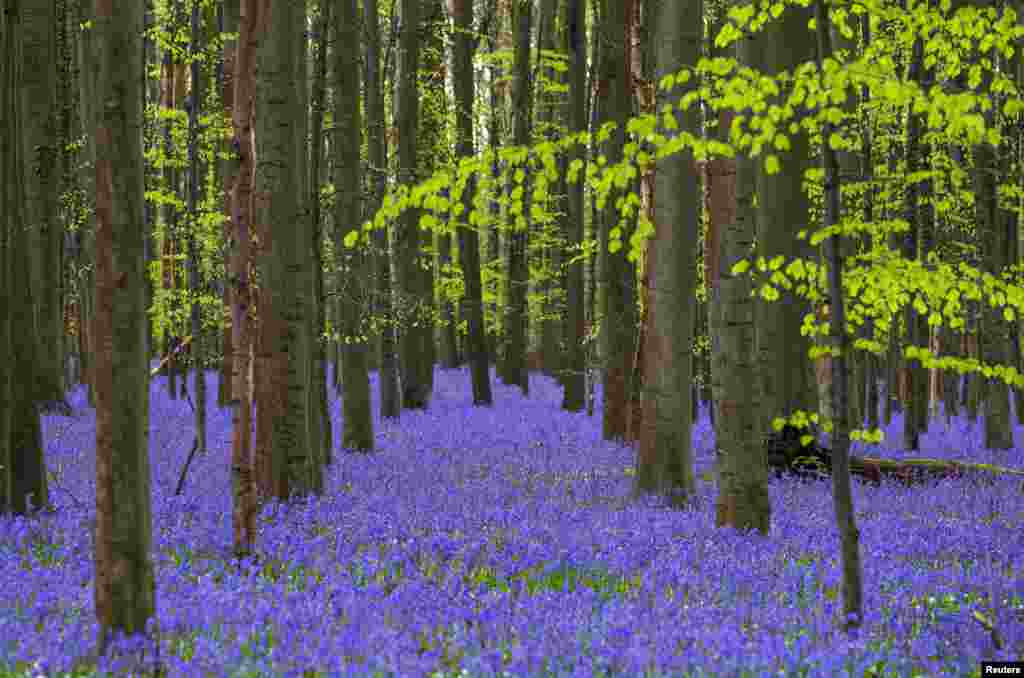 Wild bluebells, which bloom around mid-April, turning the forest completely blue, form a carpet in the Hallerbos, also known as the "Blue Forest", near the Belgian city of Halle.