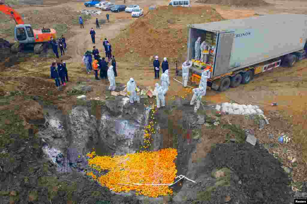 Fruit imported from Spain which failed to pass quality checks is destroyed in Tianjin, China. 