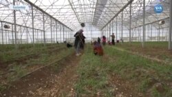 Türk ve Suriyeli Kadınlar Tarımla Avrupa’ya Ulaşıyor