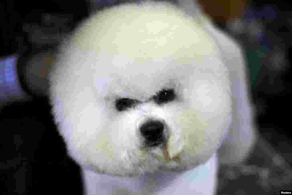 A Bichon Frise is groomed in the benching area prior to judging at the 2016 Westminster Kennel Club Dog Show in the Manhattan borough of New York City.