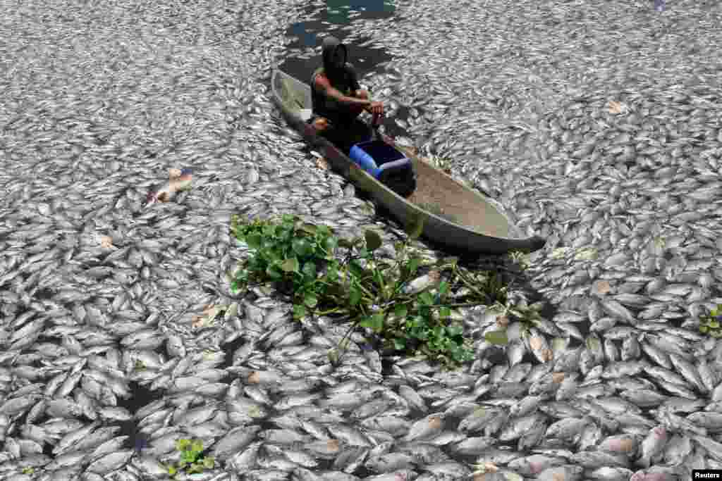 Seorang pria mengayuh perahunya di antara ikan-ikan yang mati di Danau Maninjau di Kabupaten Agam, Sumatra Barat.
