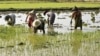 Myanmar Farmers 