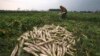 A farmer plucks radishes from a field outside Jammu, a city in India's northern state of Jammu and Kashmir, Jan. 14, 2015. Prime Minister Narendra Modi wants to ease restrictions on government acquisition of land.