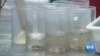 Lab-Grown Mosquitos Capable of Fighting Viral Infection