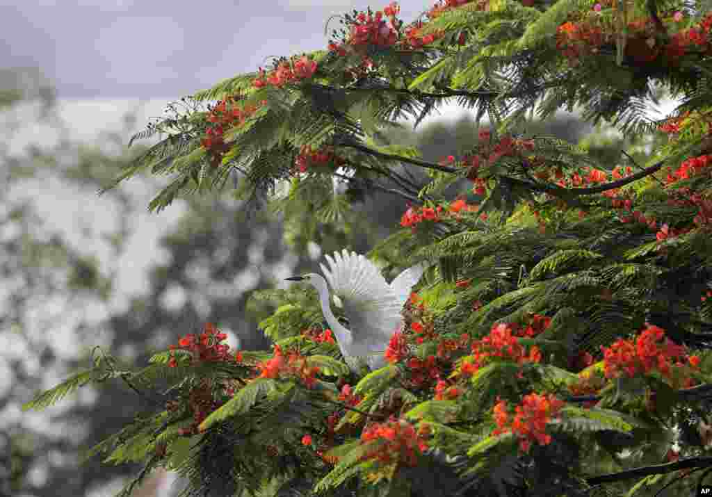 An egret flaps its wings on a tree on the banks of river Brahmaputra in Gauhati, India. During this time of the year, hundreds of egrets build their nests in thickly populated trees along the Brahmaputra.