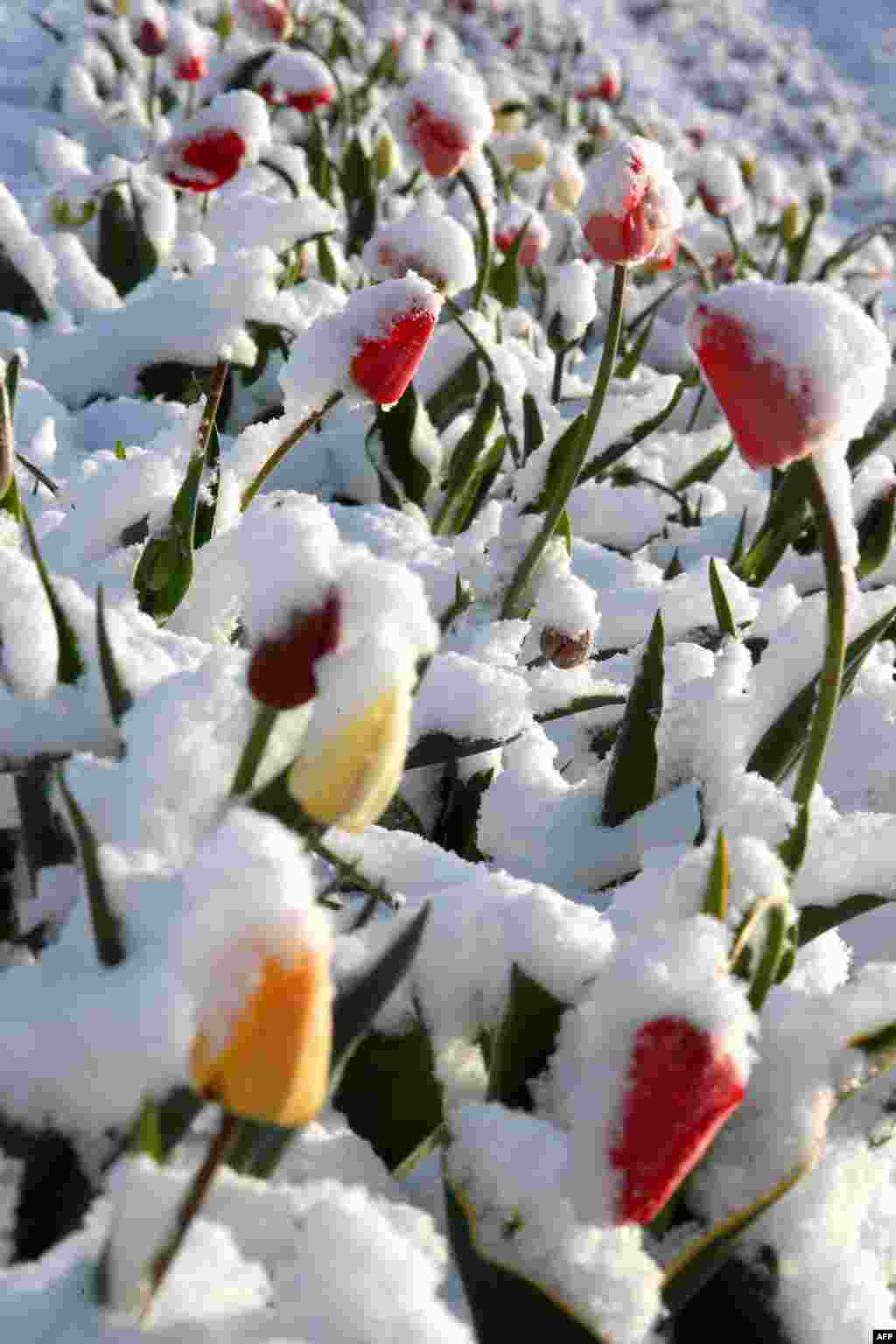 Blooming tulips are covered in snow on a field in Hohenschaeftlarn, southern Germany. A low pressure zone over northern and eastern Europe brought polar air with cold temperatures and snow to Bavaria.