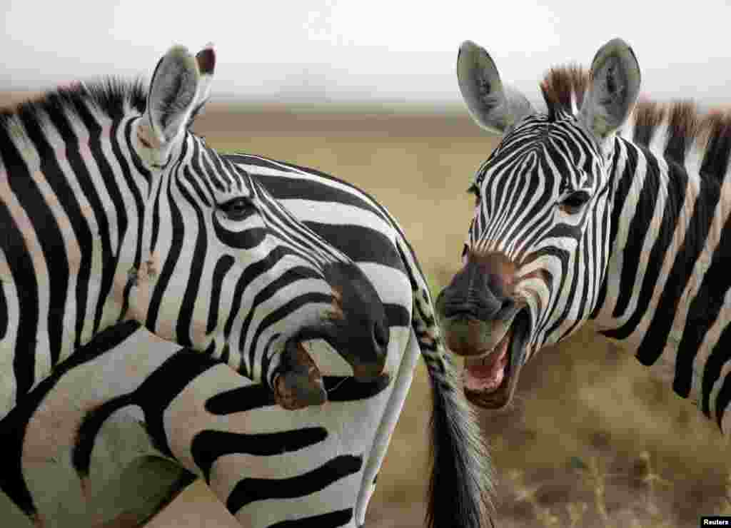 Kuda-kuda zebra bermain-main di Taman Nasional Amboseli, Kenya.