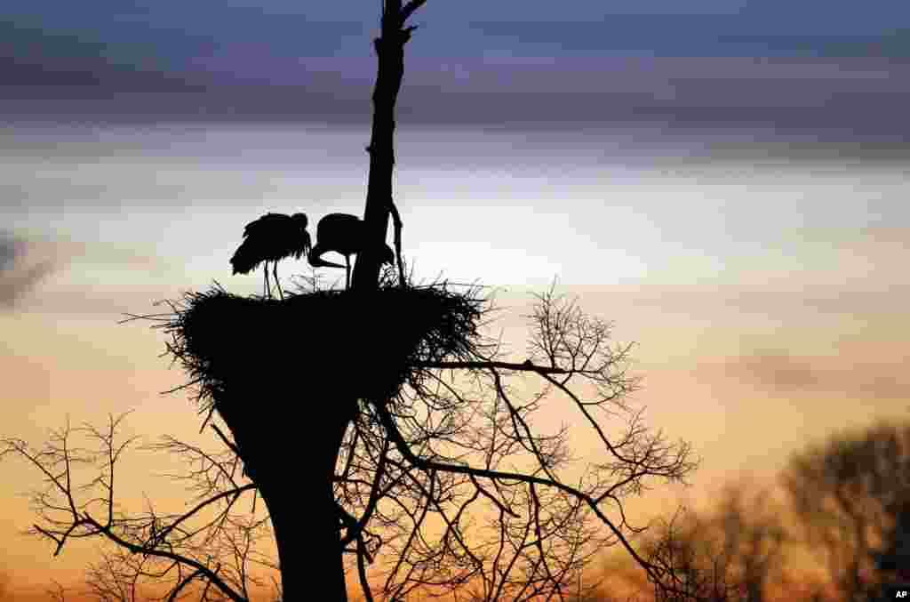 Storks sit on their nest at sunrise near the village of Vereskovo, west of Minsk, Belarus.