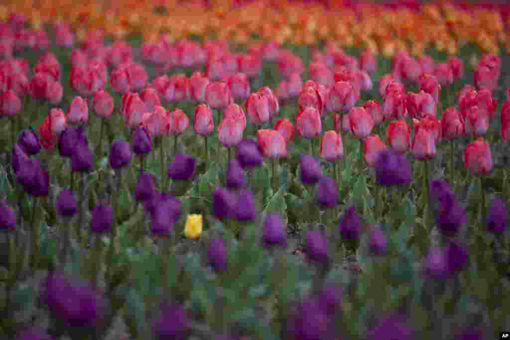 Tulips are in full bloom at a garden in the outskirts of Srinagar, Indian-controlled Kashmir.